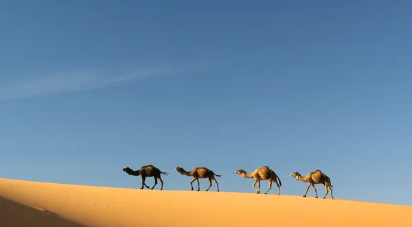 メルズーガにモロッコのラクダのキャラバン — ストック写真