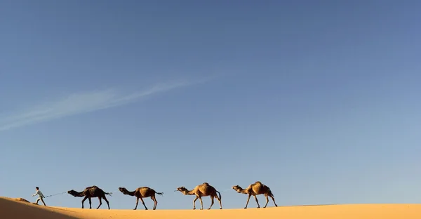 Верблюжих караванів в Марокко Merzouga — стокове фото