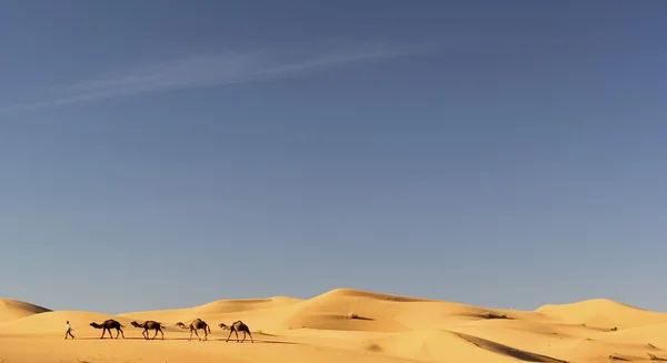 Καμήλα τροχόσπιτο σε Μερζούγκα, Μαρόκο — Φωτογραφία Αρχείου