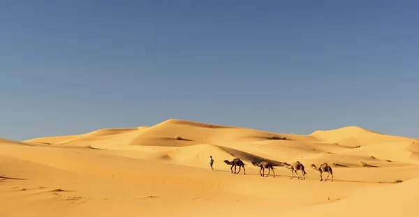 Караван верблюдов в Мерзуге, Марокко — стоковое фото