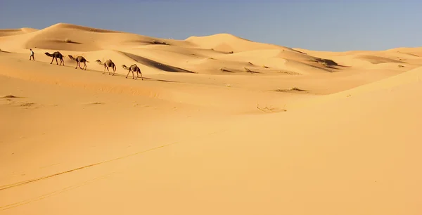 Camello caravana en Merzouga, Marruecos — Foto de Stock