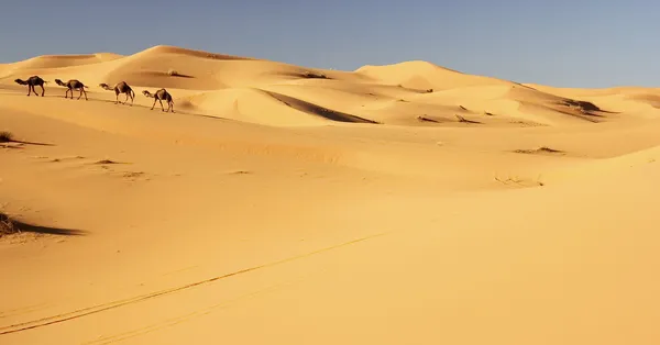 Караван верблюдов в Мерзуге, Марокко — стоковое фото