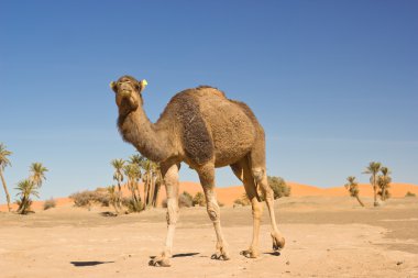 merzouga, Fas içinde deve karavan