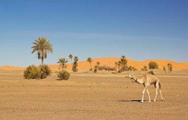 merzouga, Fas içinde deve karavan