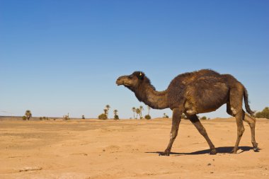 merzouga, Fas içinde deve karavan