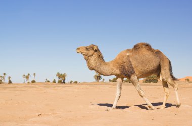 merzouga, Fas içinde deve karavan