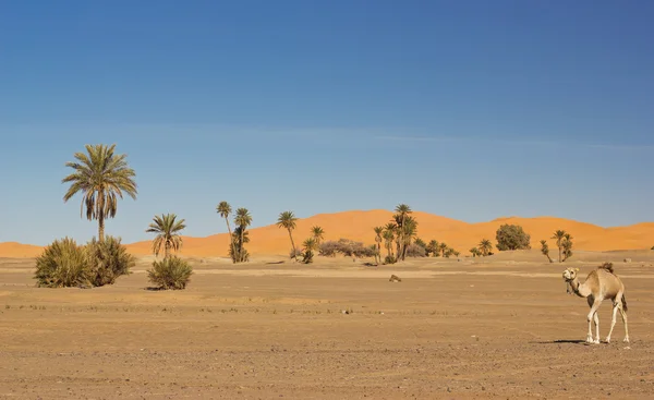 Teve karaván, Merzouga, Marokkó — Stock Fotó