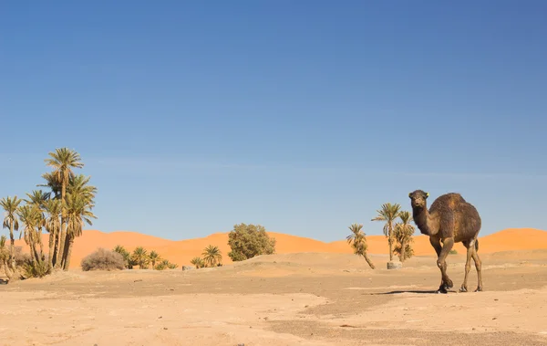 Camel caravane à Merzouga, Maroc — Photo