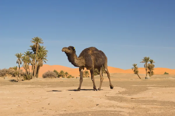 Καμήλα τροχόσπιτο σε Μερζούγκα, Μαρόκο — Φωτογραφία Αρχείου