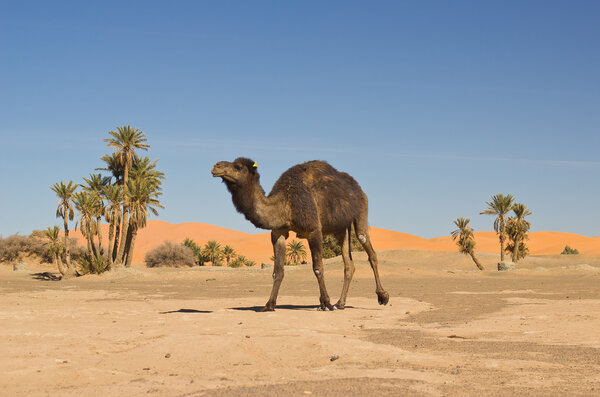 Camel caravan in Merzouga, Morocco