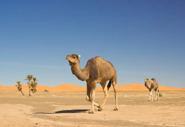 stock image Camel caravan in Merzouga, Morocco