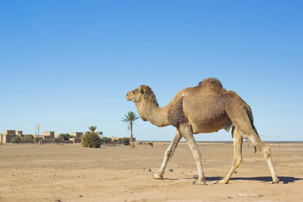 メルズーガにモロッコのラクダのキャラバン — ストック写真