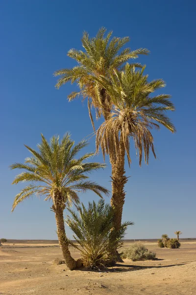 Hög palm tree — Stockfoto