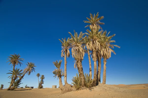 High palm tree — Stock Photo, Image