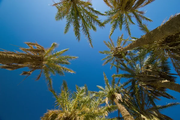 Yüksek palmiye ağacı — Stok fotoğraf