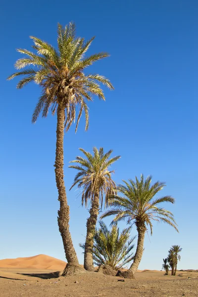 Palmeira alta — Fotografia de Stock