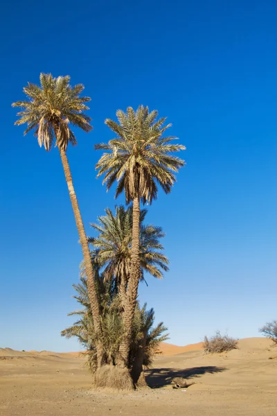 Высокие пальмы — стоковое фото