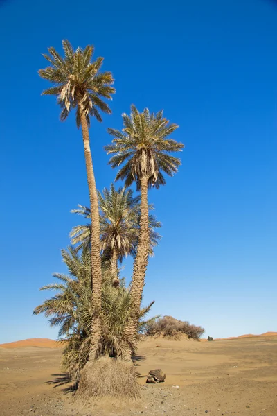 Yüksek palmiye ağacı — Stok fotoğraf