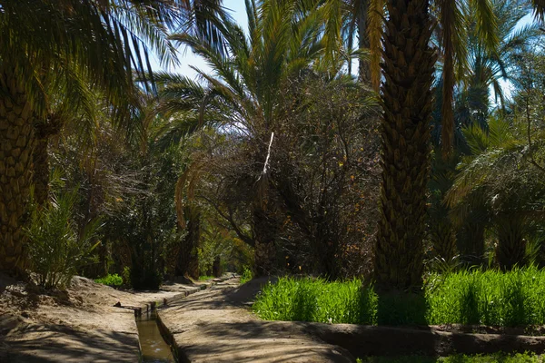 Parque com as palmeiras — Fotografia de Stock