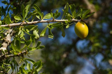 argan ağacı