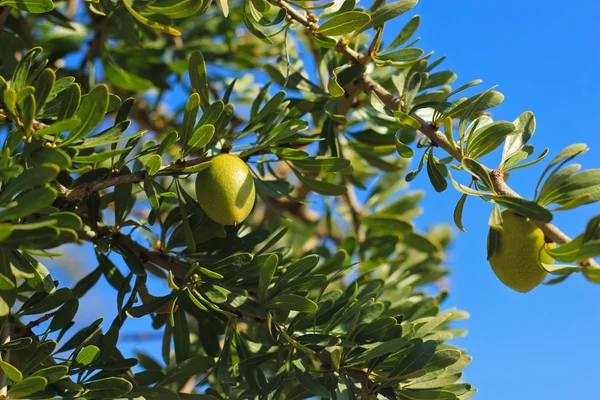 摩洛哥坚果树 — 图库照片