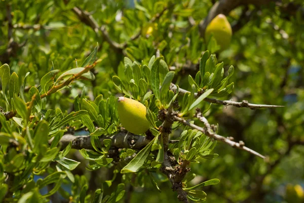 Арганское дерево — стоковое фото
