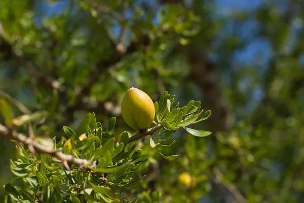 摩洛哥坚果树 — 图库照片