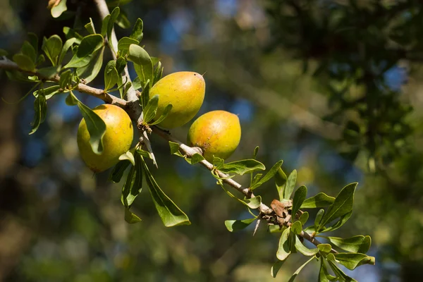 Drzewa arganowego — Zdjęcie stockowe