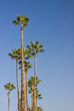 yüksek palmiye ağaçları