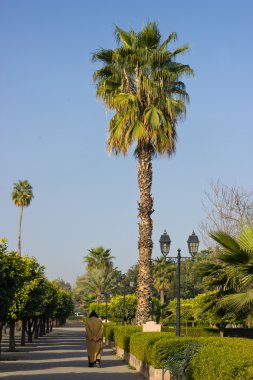 Palmiye ağaçlı park