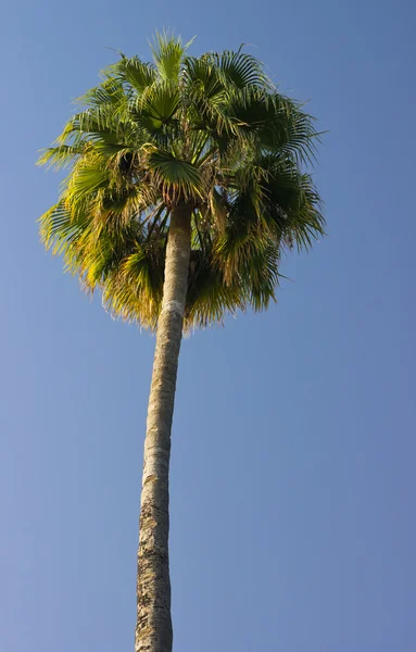 High palm trees — Stock Photo, Image