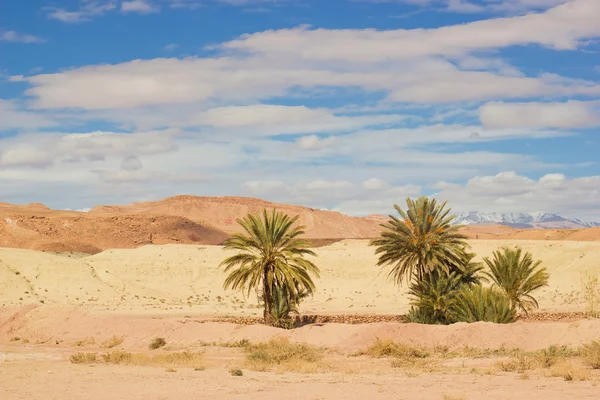 Palm tree — Stock Photo, Image