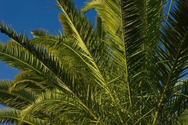 Park med palmer — Stockfoto