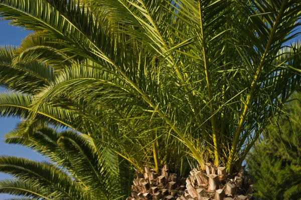 Park med palmer — Stockfoto
