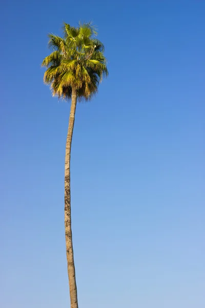 High palm tree — Stock Photo, Image