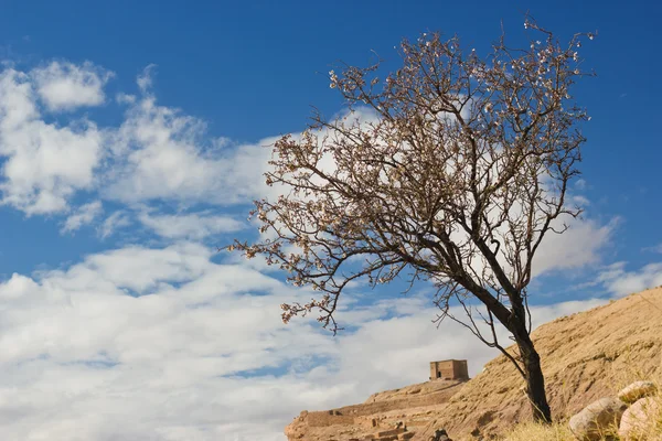 Árvore em Marrocos — Fotografia de Stock
