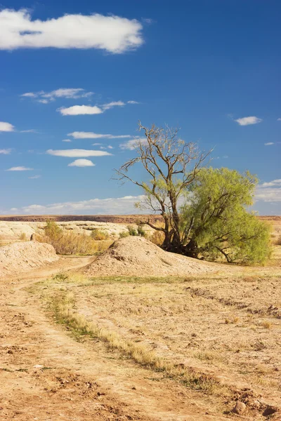 stock image Tree in the desert