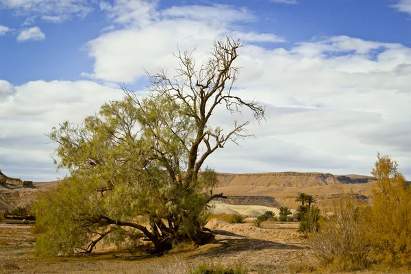 Strom v poušti — Stock fotografie