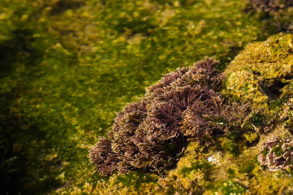 stock image Plants in Legzira beach