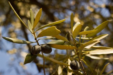 zeytin ağaçları