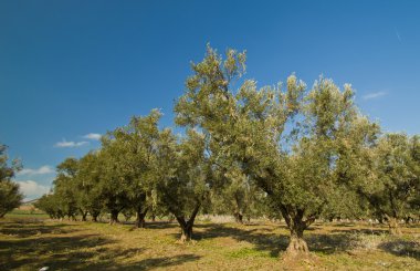 zeytin ağaçları