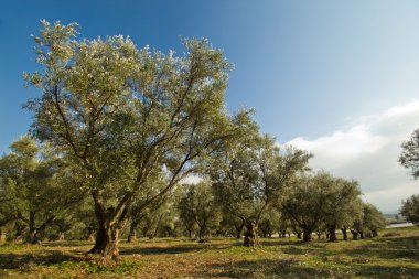 zeytin ağaçları