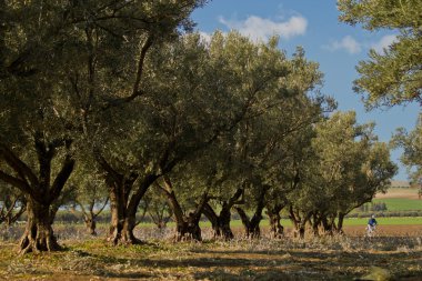 zeytin ağaçları