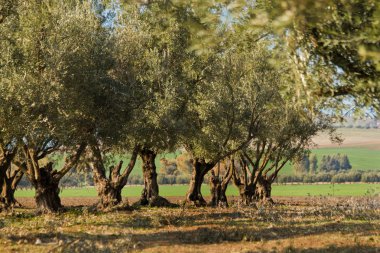 zeytin ağaçları