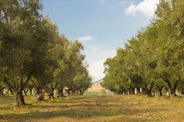Olivträd — Stockfoto