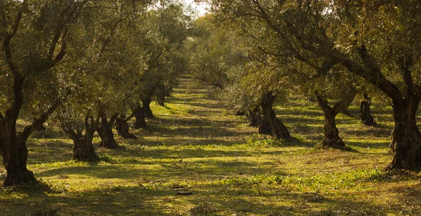 Olivträd — Stockfoto