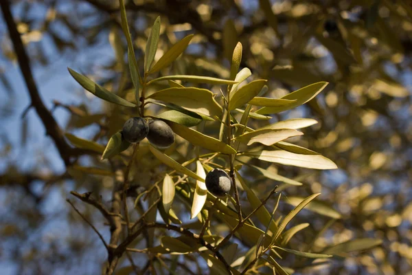 Olives — Photo