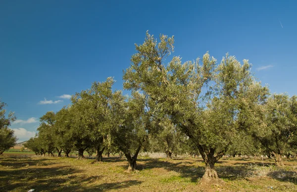 Măslini — Fotografie, imagine de stoc