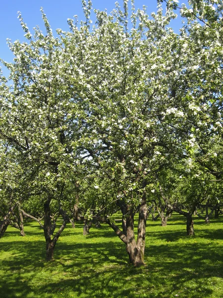 ブロッサムのリンゴ園 — ストック写真