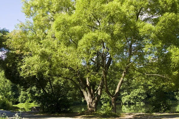 stock image Lake and willow trees